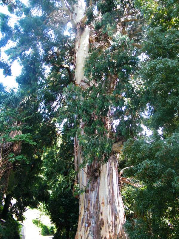 7564 ЕВКАЛІПТ - Eucalyptus vitaminalis**