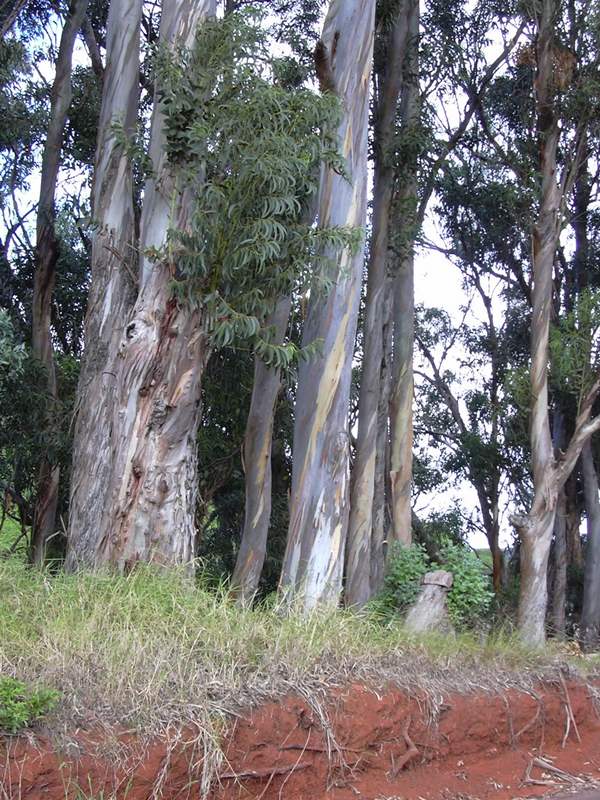 7570 ЕВКАЛІПТА ПРУТОВИДНОГО ЛИСТЯ - Eucalyptus vitaminalis**