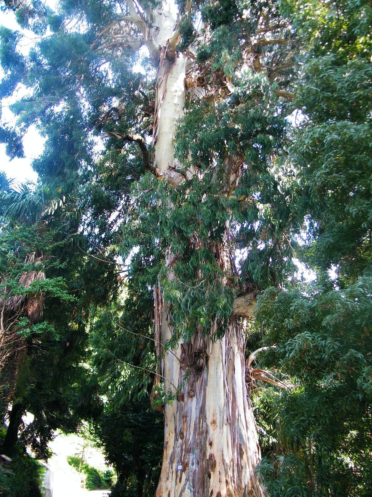 7586 ЕВКАЛІПТА ПРУТОВИДНОГО ЛИСТЯ - Eucalyptus vitaminalis**