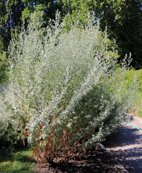 17879 ПОЛИНУ ГІРКОГО ТРАВА - Artemisia absinthium**