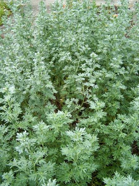 17883 ПОЛИНУ НАСТОЙКА - Artemisia absinthium**