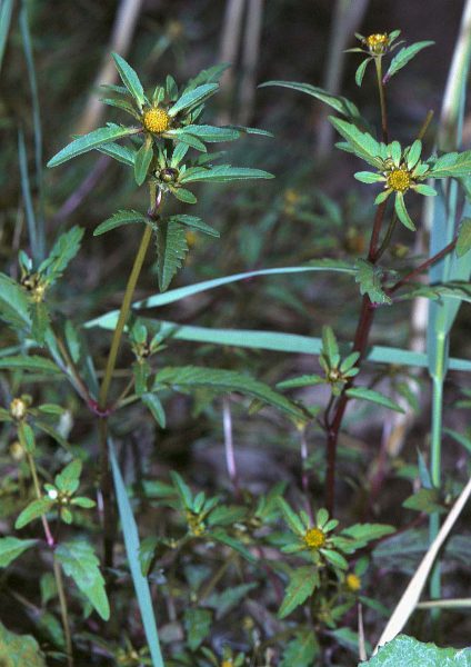 18181 РЕКУТАН - Matricaria chamomilla**