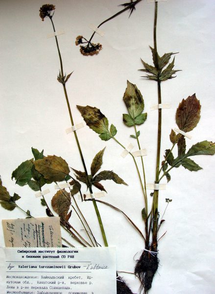 19497 РОМАШКИ КВІТОК НАСТОЙКА - Matricaria chamomilla**