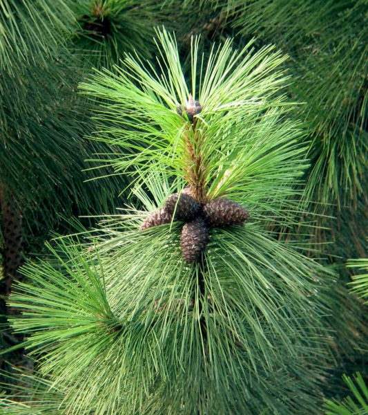20553 СОСНИ БРУНЬКИ - Pinus**