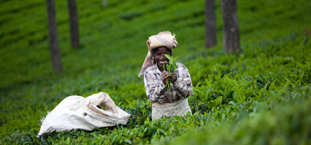 25329 5 свойств зеленого чая, которые помогут улучшить здоровье