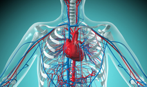 Впервые был создан атлас клеток сердца человека