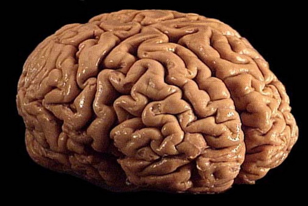 Человеческий мозг уменьшился в размере 3 тыс. лет назад, т.к. человеку не нужно было помнить все самому