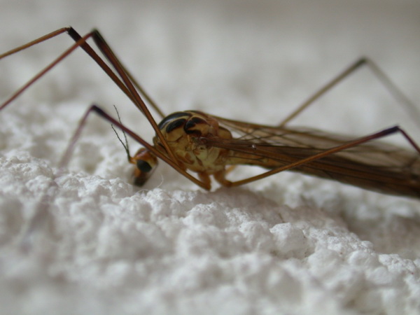 29452 В России выявили два случая тропической лихорадки денге